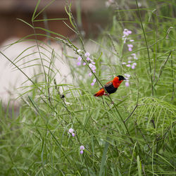 Bird perching on flower