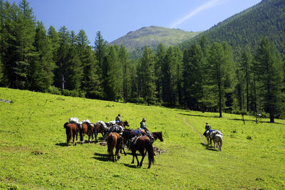 Men riding on horse in forest