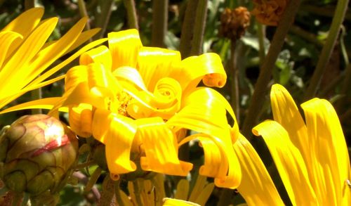 Close-up of yellow flowers