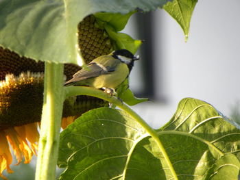 Close-up of bird perching on plant