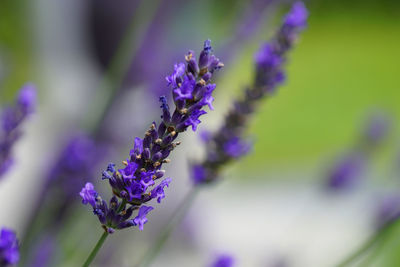 Close-up of purple flowering plant on field
