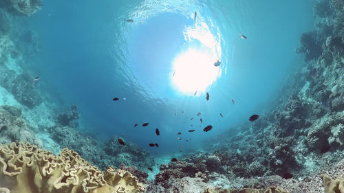 Flock of birds swimming in sea