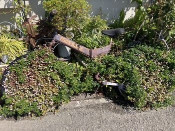 High angle view of potted plants in yard