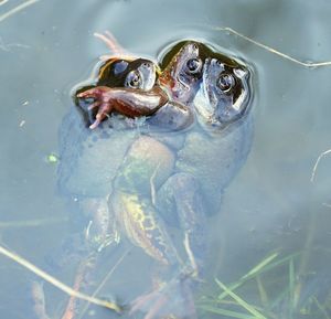 High angle view of fish swimming in lake