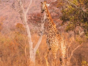 Cheetah walking on field