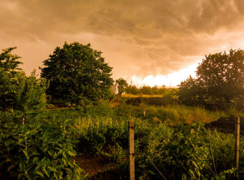 Scenic view of agricultural field against sky at sunset