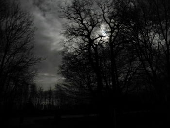 Low angle view of trees in forest against sky