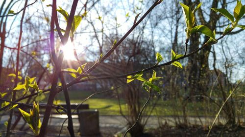 Close-up of plants against trees