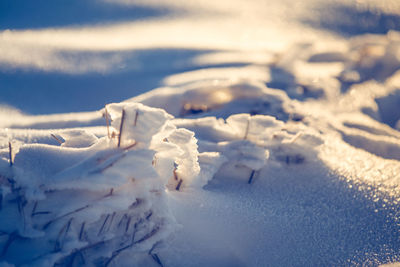 Close-up of snow on land