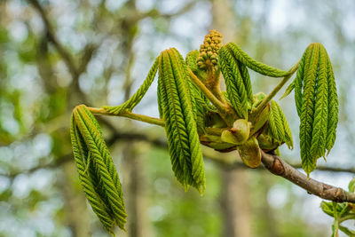 Low angle view of plant