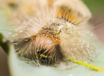 Close-up of spider on flower