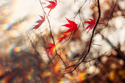 Close-up of red maple tree against sky