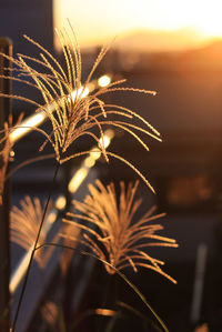 Close-up of susuki against sky during sunset