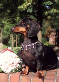 Dog wearing necklace while sitting with bouquet on retaining wall