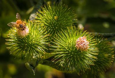 Close-up of bee on plant