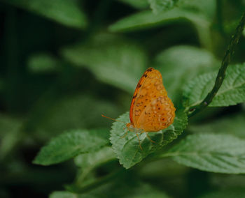 Close-up of orange butterfly on plant