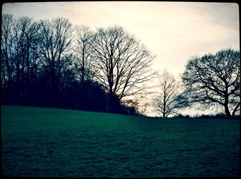 Bare trees on grassy field