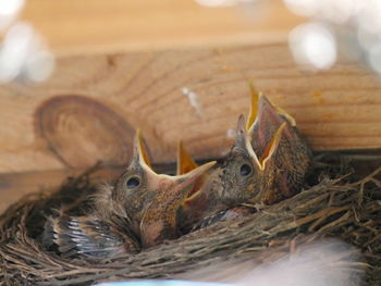 Close-up of birds