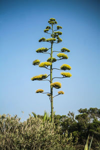 Low angle view of palm tree against clear blue sky