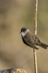 Close-up of bird perching on wood