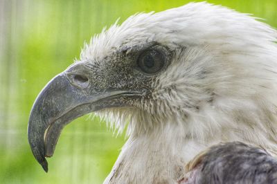 Close-up of eagle