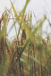 Close-up of fresh green grass in field