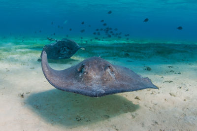 Stingray swimming towards camera 