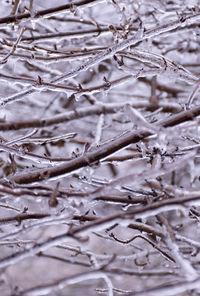 Full frame shot of frozen plants