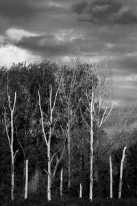 Bare trees on landscape against cloudy sky