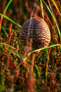 Close-up of mushroom growing on field