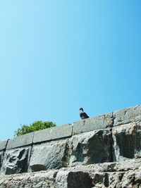 Low angle view of bird perching on building against clear blue sky