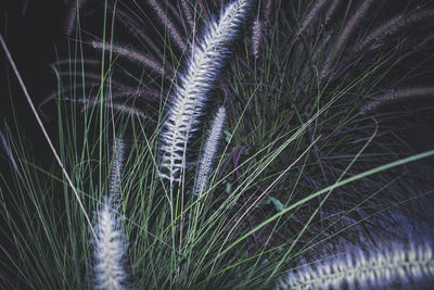 Close-up of grass