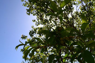 Low angle view of tree against sky