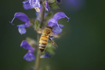 Close-up of bee pollinating on purple flower