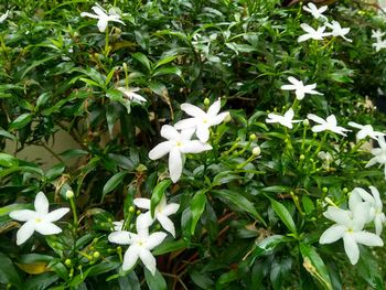 Close-up of white flowering plants