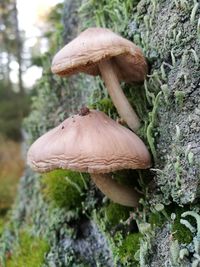 Close-up of mushroom growing on tree