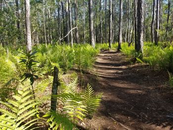 Plants growing in forest against sky