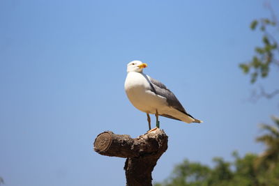 Low angle view of seagull perching on a tree