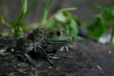 Close-up of frog