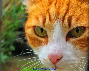 Close-up portrait of cat