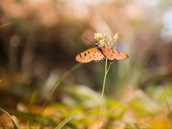 Close-up of butterfly on leaf