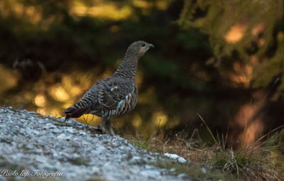 Bird perching on a rock