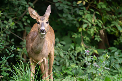 Portrait of deer