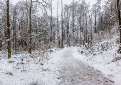 Snow covered land amidst trees in forest