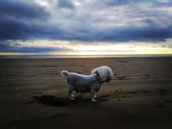 Dog standing on beach against sky during sunset