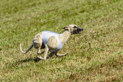 Whippet dog