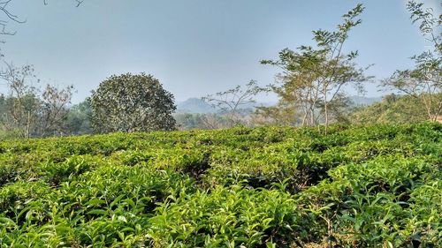 Plants growing on landscape against sky