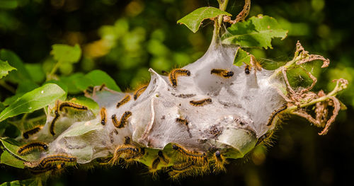 Caterpillars on spider web over plant