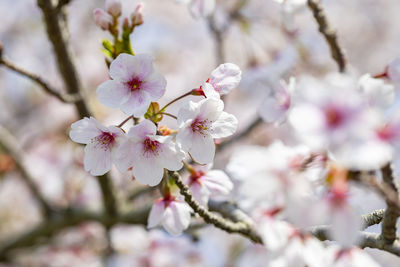 Korea cherry blossom