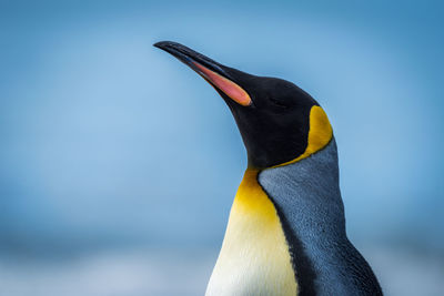 Close-up of king penguin
